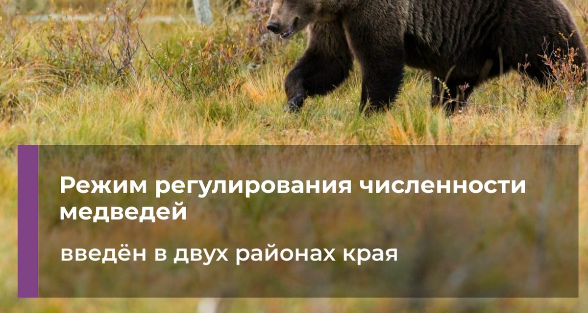 В двух округах Забайкалья ввели регулирование численности медведей и собрали бригады охотников