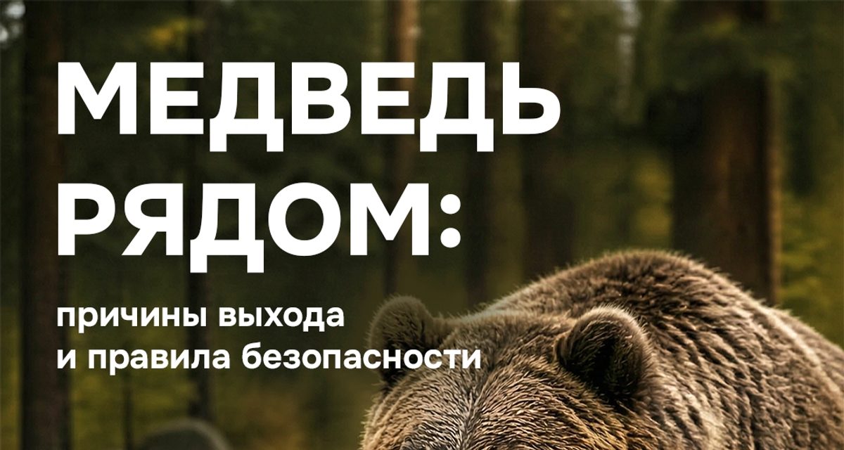 В трех округах Забайкалья медведи выходят к людям из-за нехватки еды в лесу
